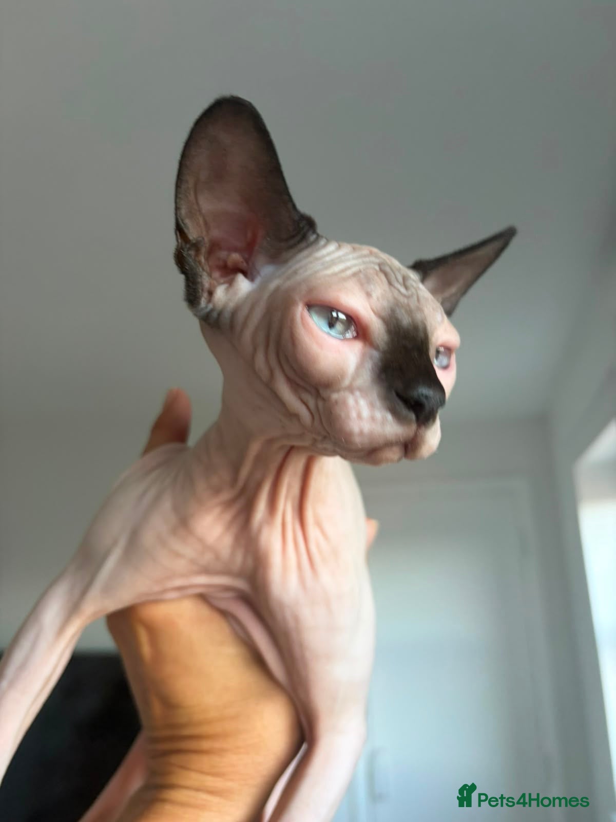 Sphynx cats Stunning sphinx kittens ready now - Advert 15