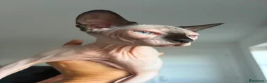 Sphynx 1