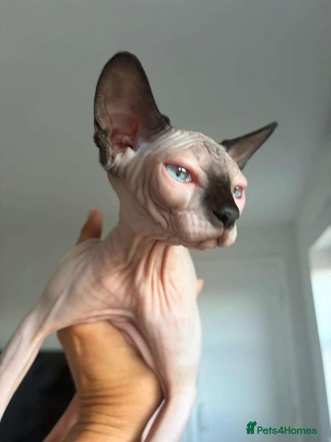 Sphynx cats for sale: Stunning sphinx kittens ready now - Advert 1