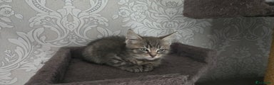 Mixed Breed Kitten 8