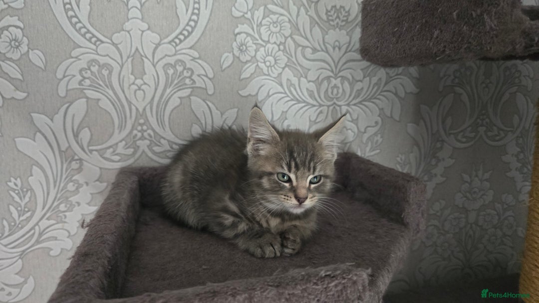Mixed Breed cats for sale: Stunning Maine Coon Mix Kittens–Ready 15th Feb - Advert 9