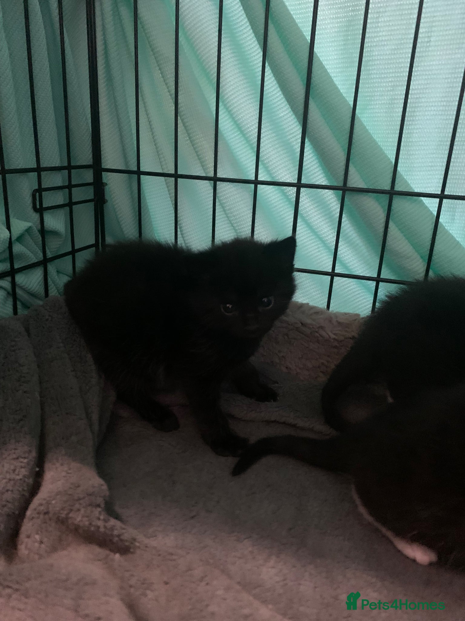 Mixed Breed cats for sale: beautiful kittens - Advert 6