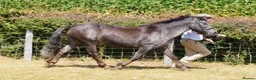 Connemara horses for sale: Irish Connie cob family pony - Advert 9