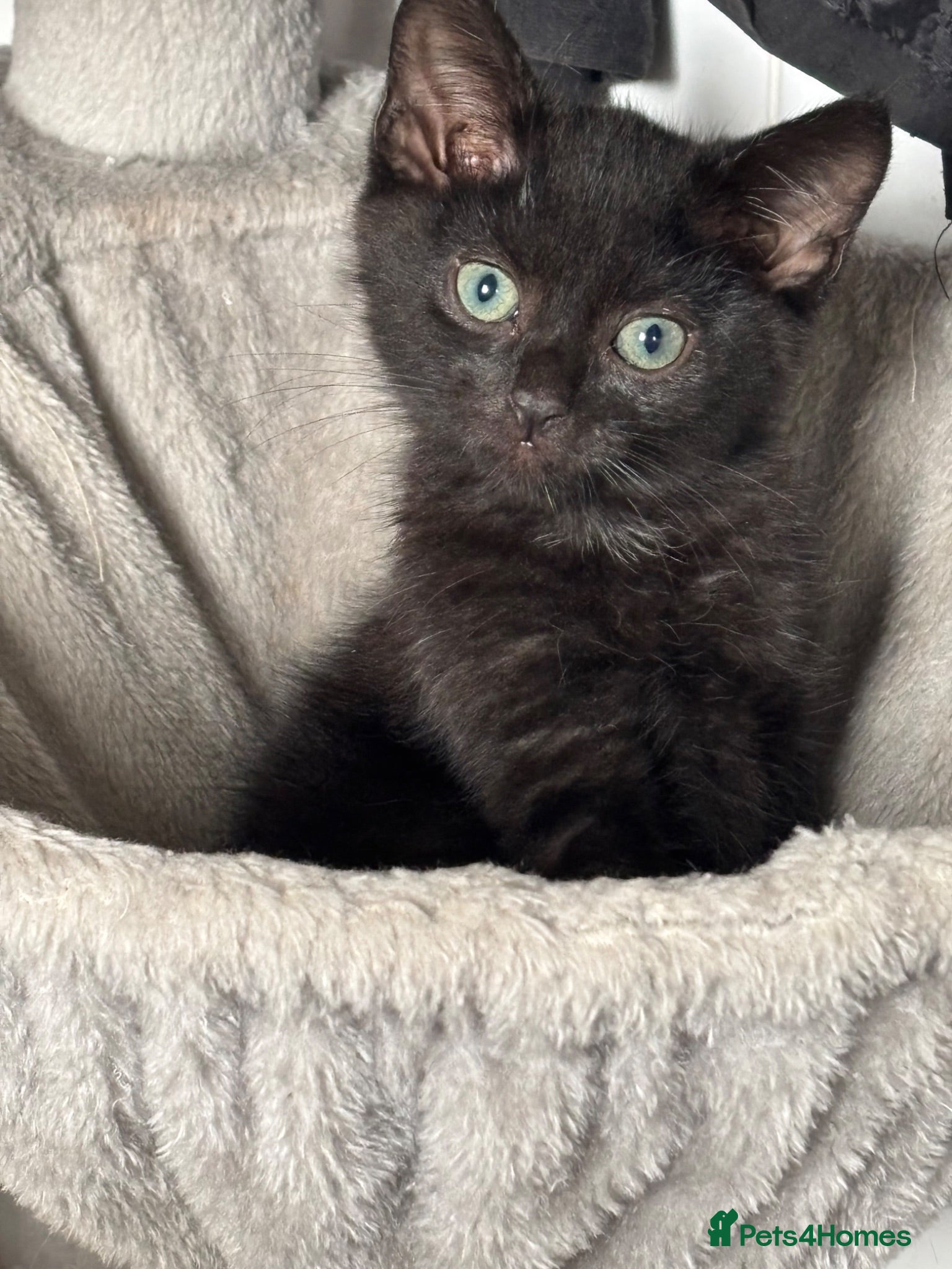 Mixed Breed cats £40 9 weeks old choc/black male kitten left  - Advert 9