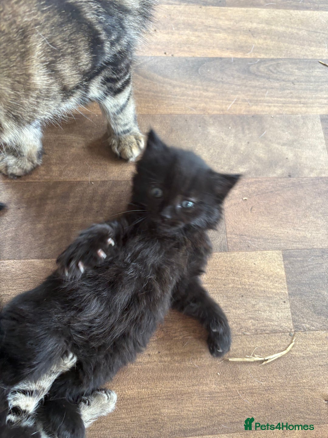 Mixed Breed cats for sale: 2 black kittens  - Image 3