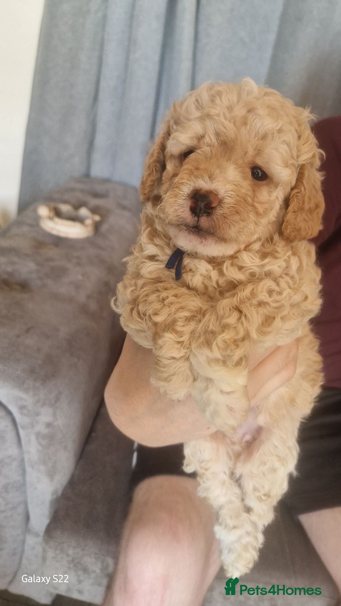 Cockapoo dogs 2 girl 3 boys available  - Advert 2