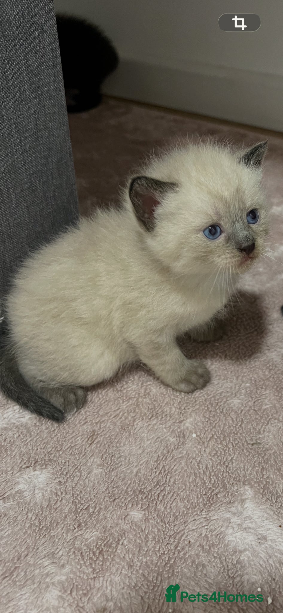 Mixed Breed cats Beautiful White Kitte Ragdoll (8 Weeks Old - Advert 2