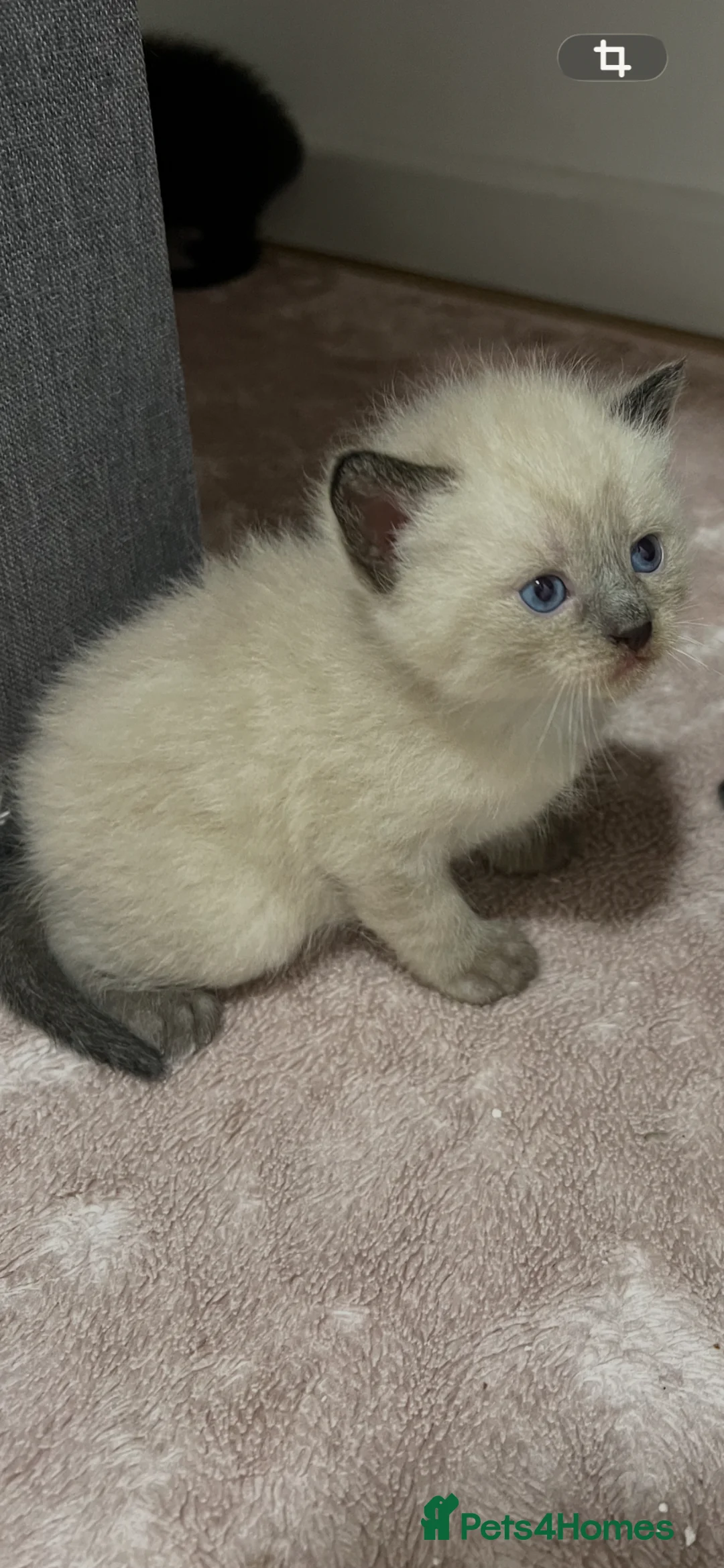 Mixed Breed cats for sale: Beautiful White Kitte Ragdoll (8 Weeks Old in Peterborough - Advert 1