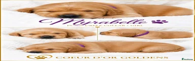 Golden Retriever Dark purple