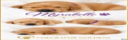 Golden Retriever dogs for sale: KC Golden Retriever from Health Tested Parents - Advert 12