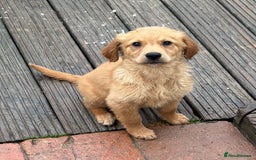 Golden Retriever dogs for sale: Dark fox red KC golden retriever puppies - Image 13
