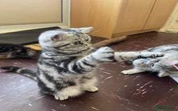 British Shorthair cats for sale: BSH.Silver Classic Tabby.ACTIVE. - Image 9