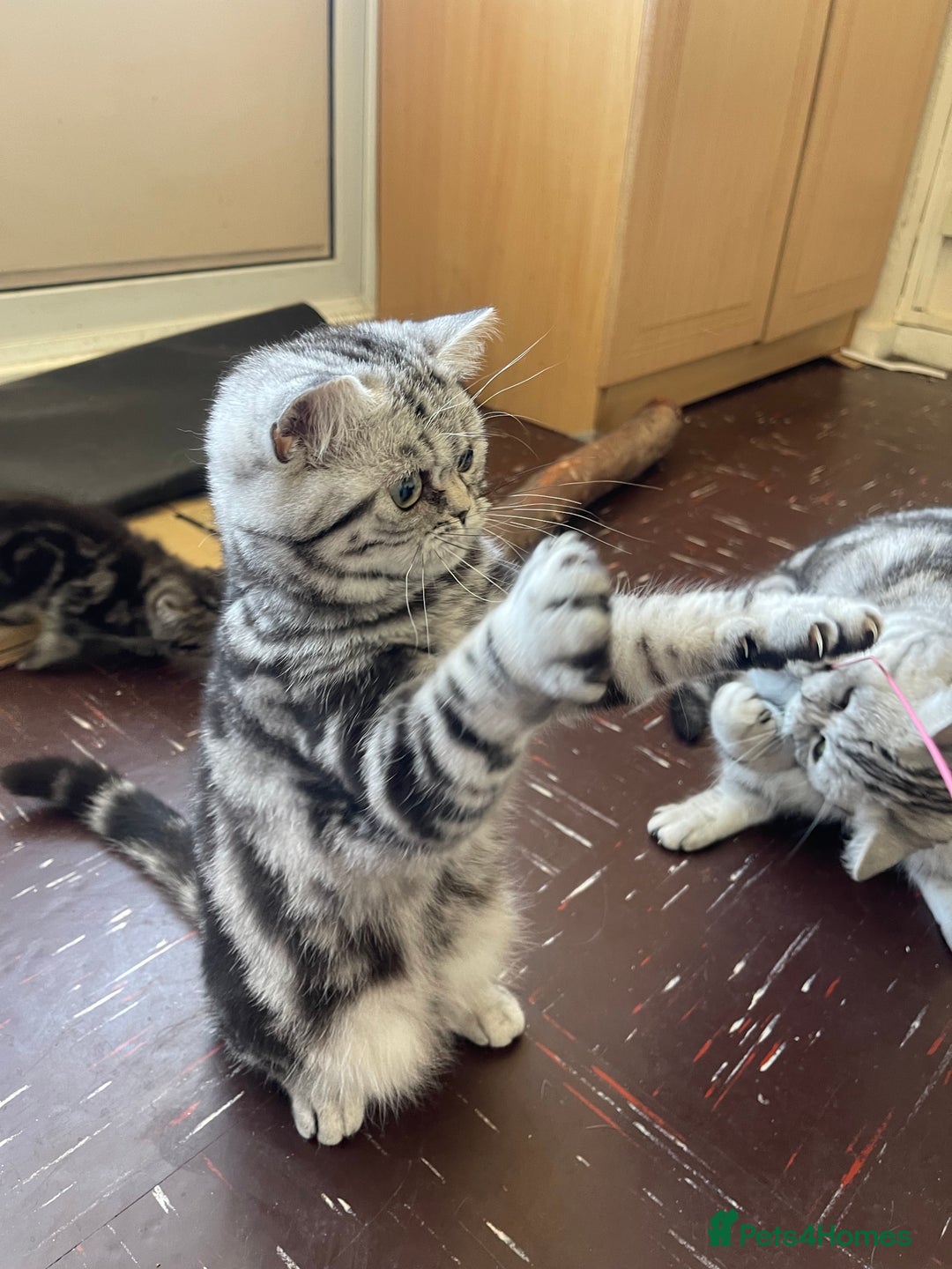 British Shorthair cats for sale: BSH.Silver Classic Tabby.ACTIVE. - Image 9