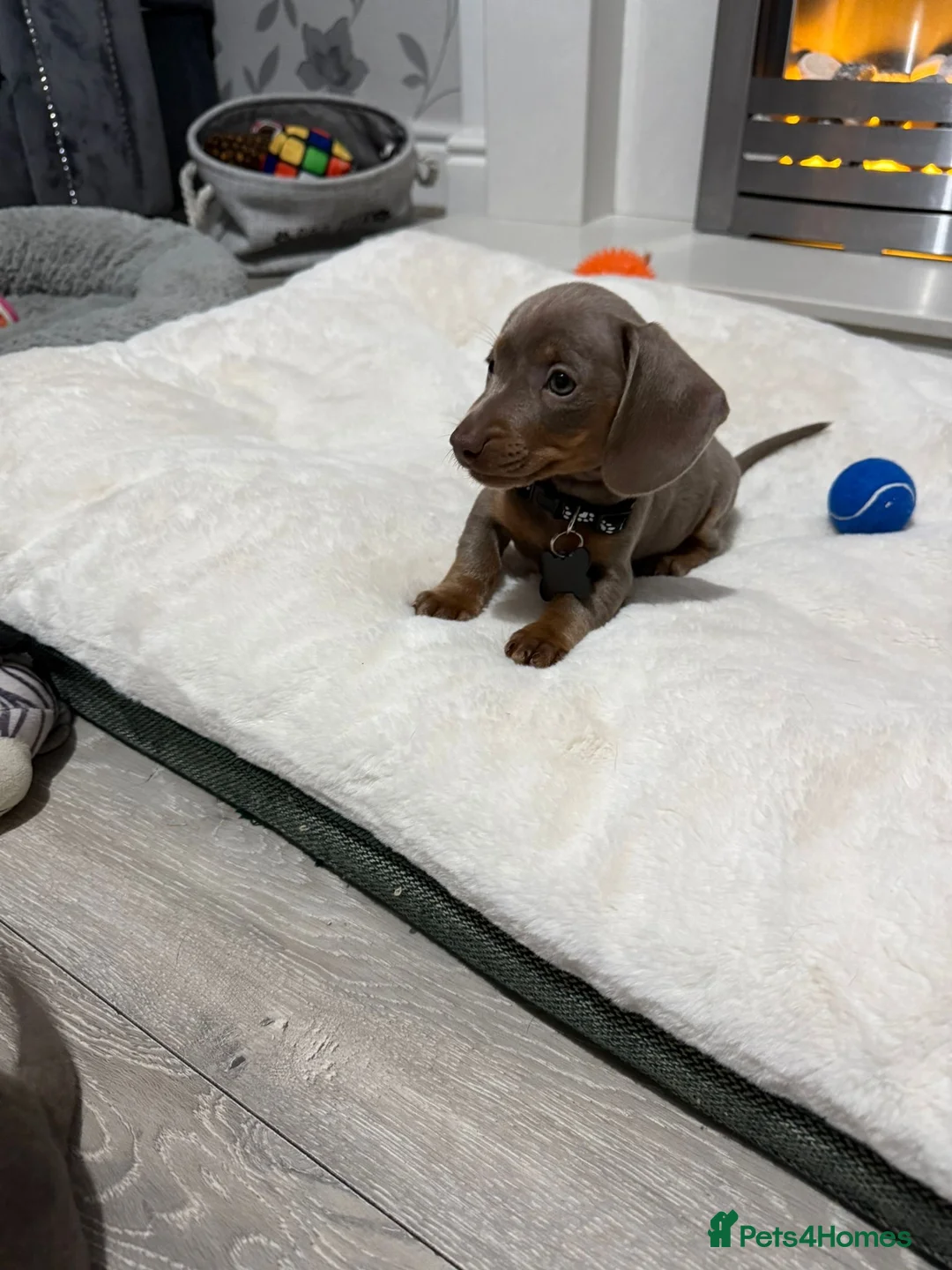 Miniature Dachshund dogs for sale: PRA Clear Miniature Dachshund Puppies  - Advert 5