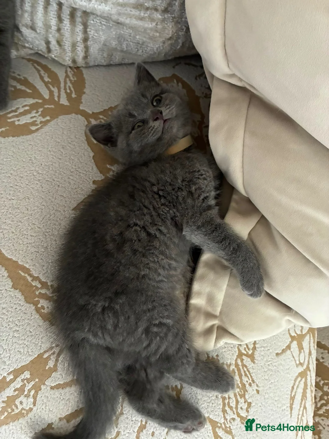 British Shorthair cats for sale: Blue British Shorthair Kittens  3 boys 1 girl - Advert 2