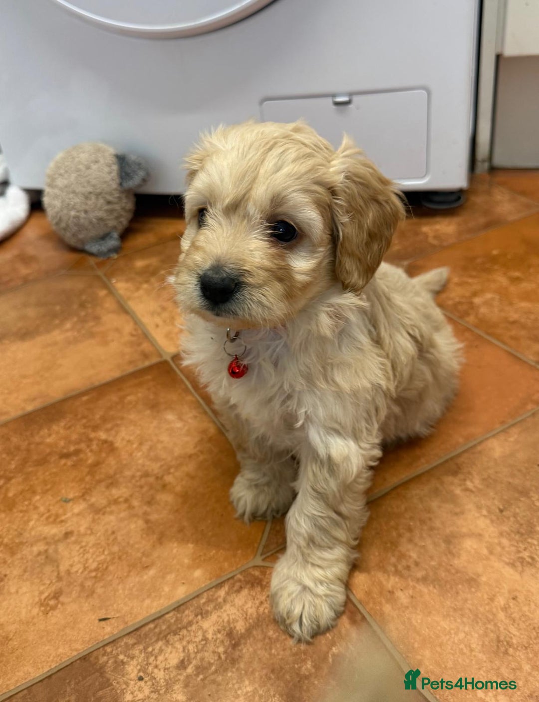 Cockapoo dogs for sale: Bred From Health Tested Parents - Advert 3