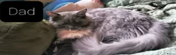 Mixed Breed cats for sale: Maine Coon X Ragdoll (Ragcoon) kittens - Advert 15
