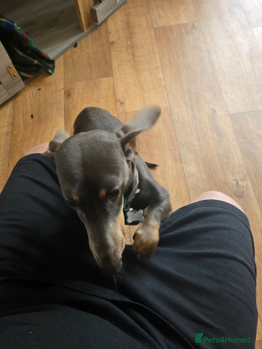 Dachshund dogs for sale: Blue dash - Advert 2
