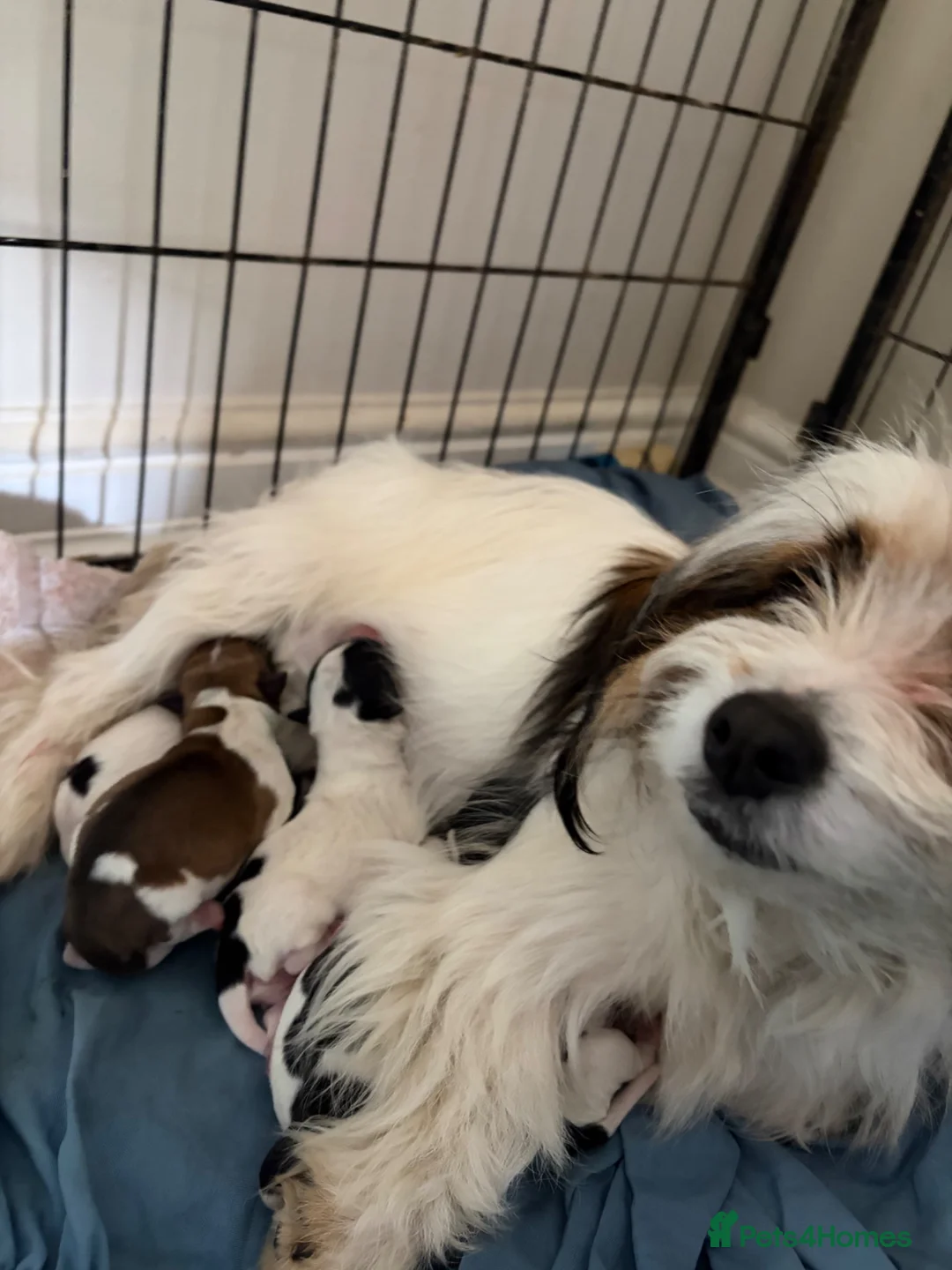 Mixed Breed dogs for sale: Beautiful mix of Sealyham terrier x jackrussel  - Advert 17