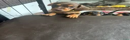 Miniature Dachshund dogs for sale: Gorgeous KC reg miniature dachshund puppies  - Advert 18
