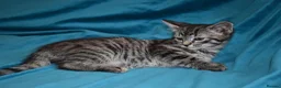 Mixed Breed cats for sale: 6 Gorgeous kittens for sale - Advert 36