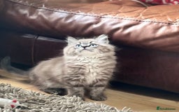 Ragdoll cats for sale: 2 Stunning 3/4 Ragdoll boys available now - Image 8