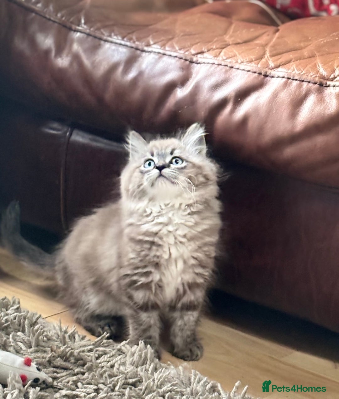 Ragdoll cats for sale: 2 Stunning 3/4 Ragdoll boys available now - Image 8