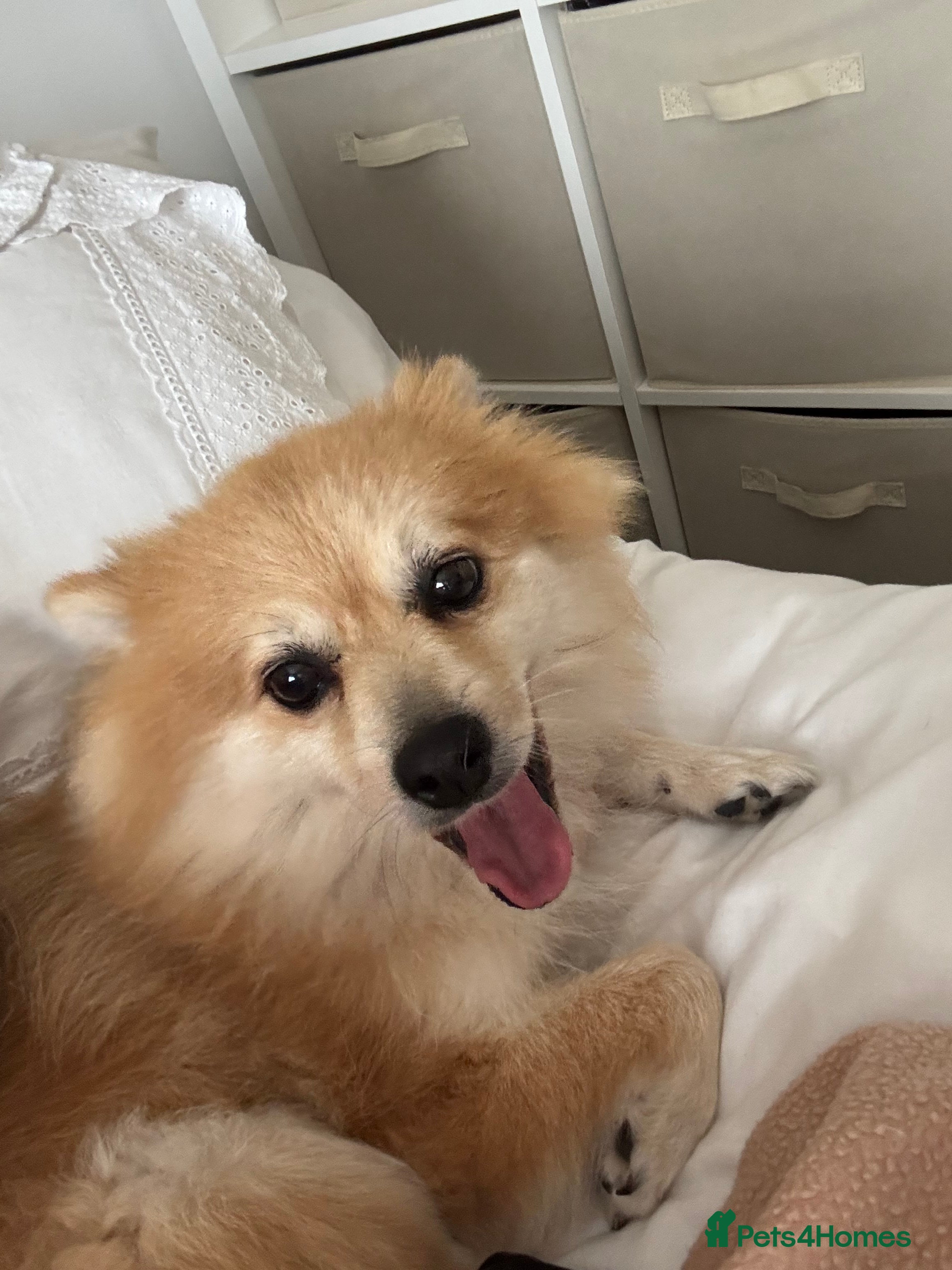 Mixed Breed dogs Jackaranian puppies - Advert 13