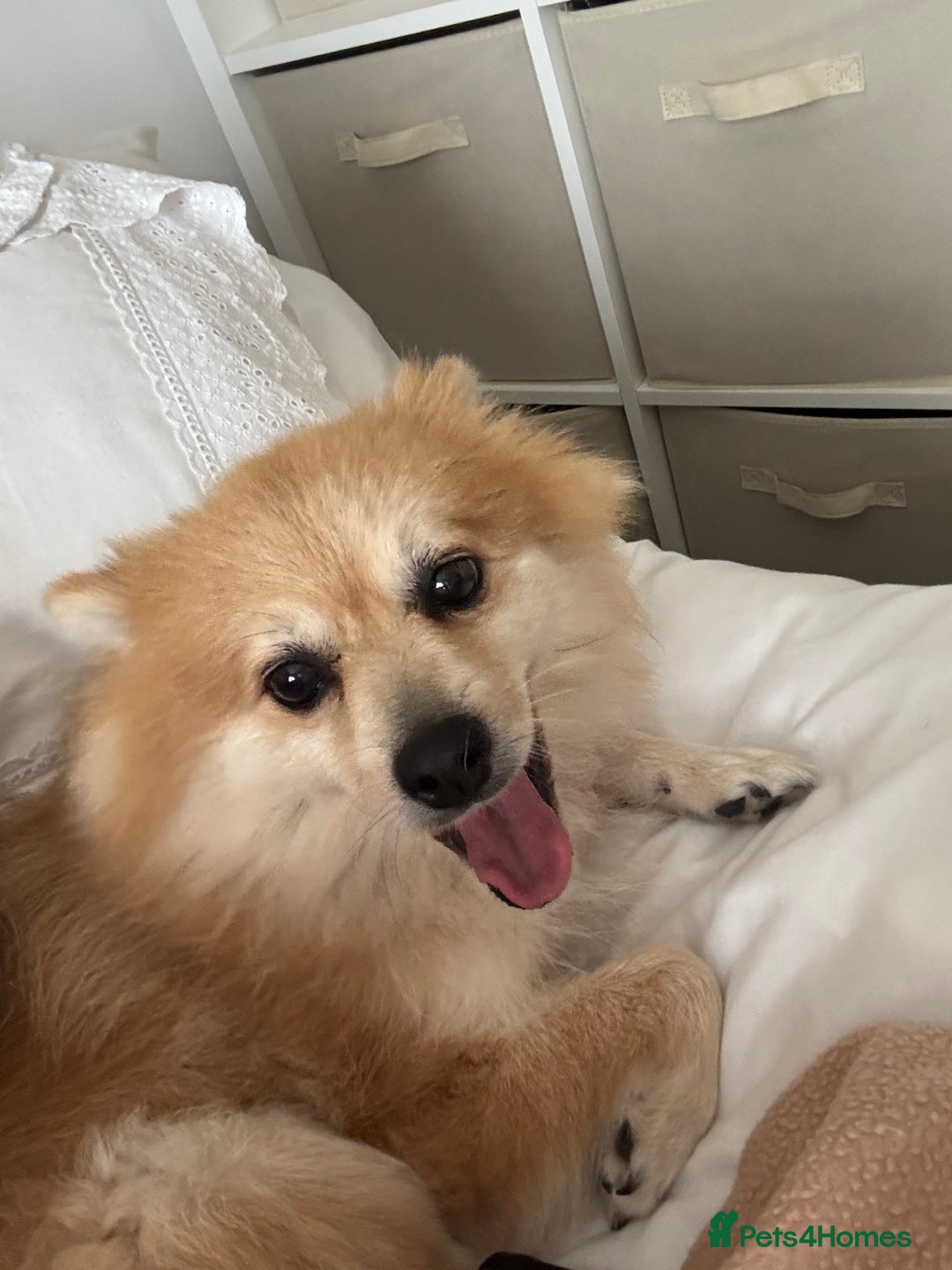 Mixed Breed dogs for sale: Jackaranian puppies - Advert 1