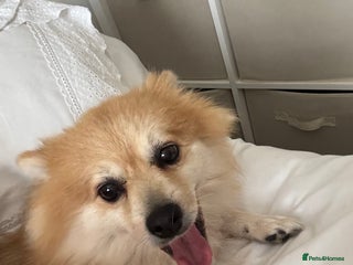 Mixed Breed dogs Jackaranian puppies - Advert 2