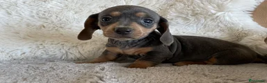 Dachshund 6