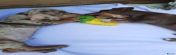 Miniature Dachshund dogs for sale: Beautiful litter of miniature dachshunds.9weeksold - Advert 12