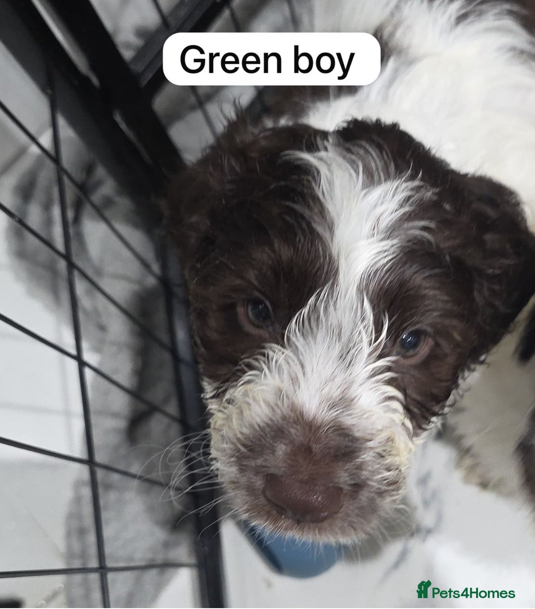 Cockapoo dogs for sale: Beautiful Cockapoo puppies for sale - Advert 3