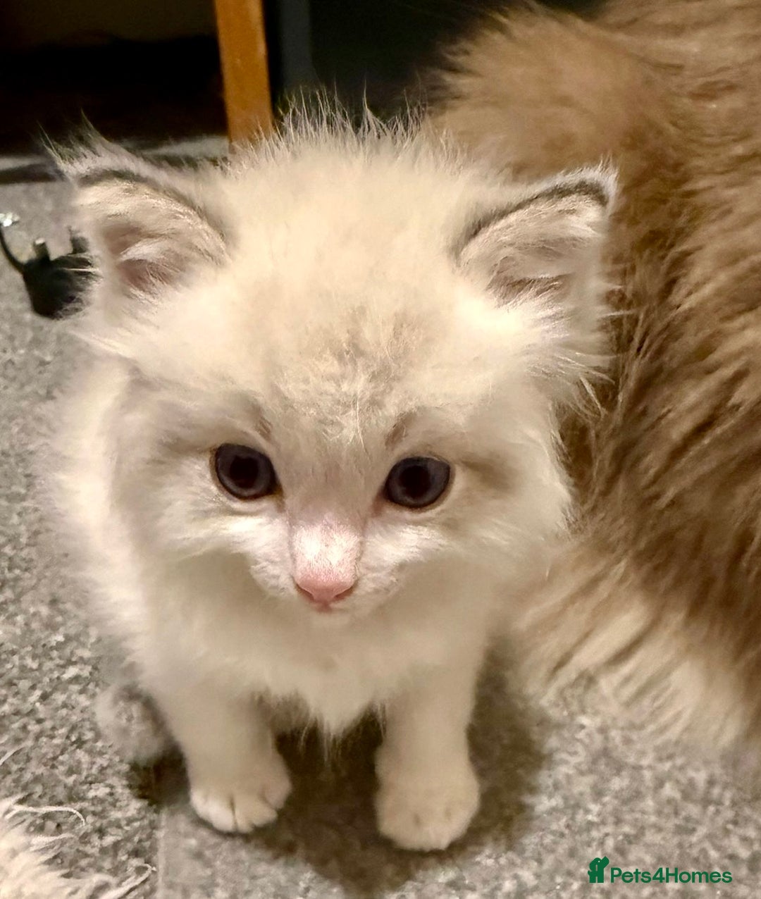 Ragdoll cats for sale: Exquisite Ragdoll Kittens Available - Advert 8