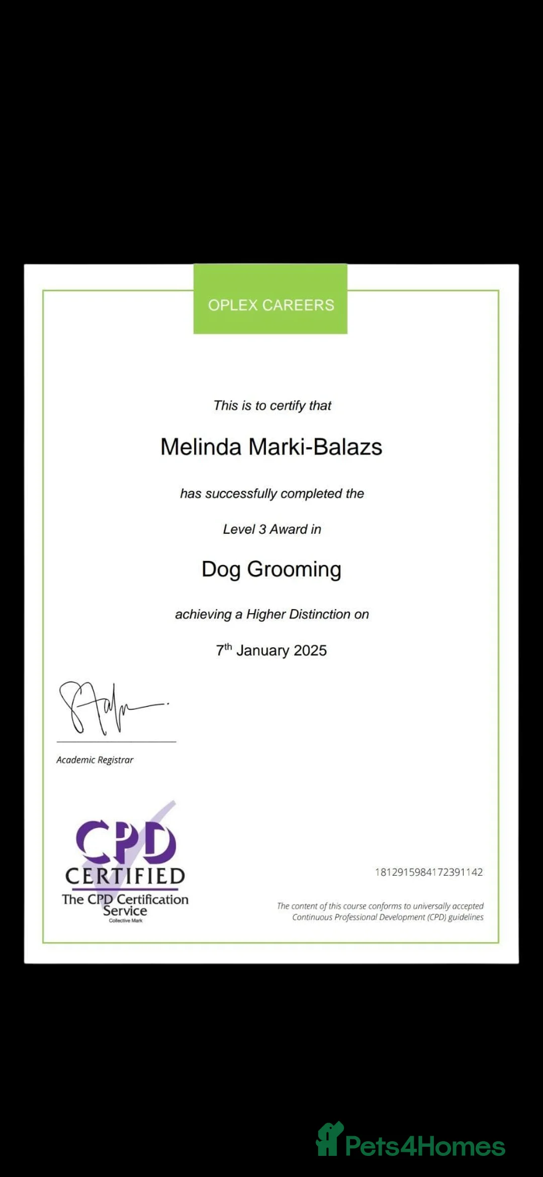 Yorkshire Terrier dogs for sale: 💜 DNA tested parents 💜 White Ocean Pearl boy  - Advert 9