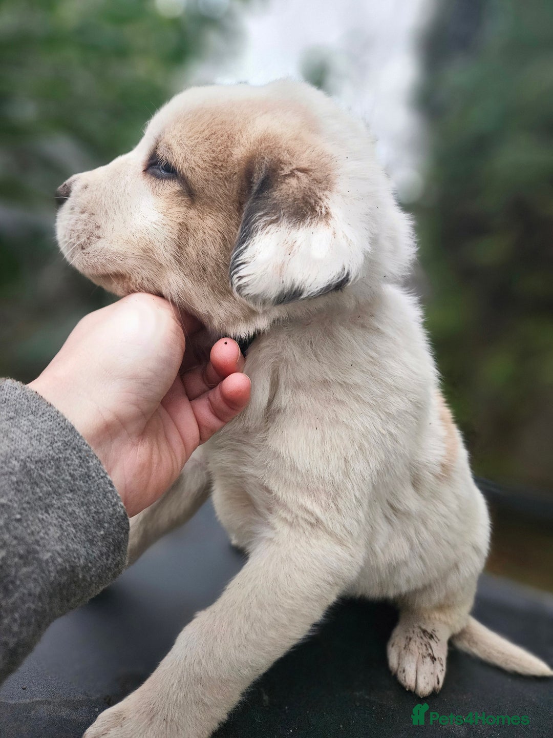 Central Asian Shepherd dogs for sale: Beautiful central Asian shepherd puppies - Advert 20