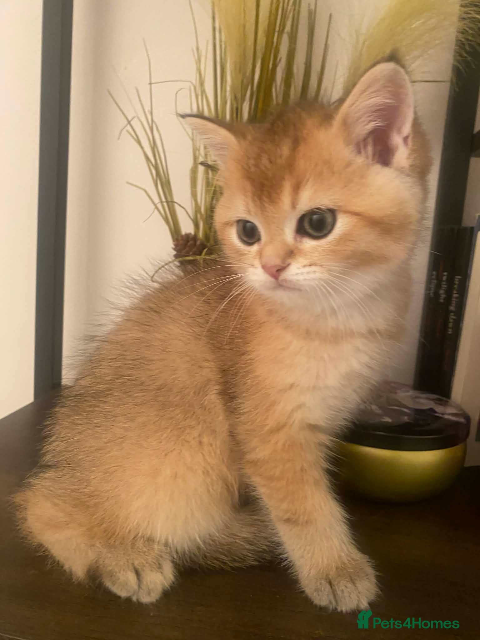 British Shorthair cats British shorthair kittens  - Advert 1