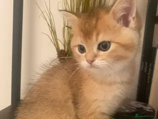 British Shorthair cats British shorthair kittens - Advert 1