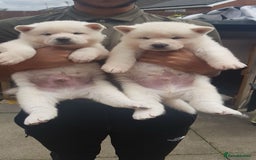 Akita dogs for sale: Akita Puppies for sale - Find Your Forever Friend - Image 2