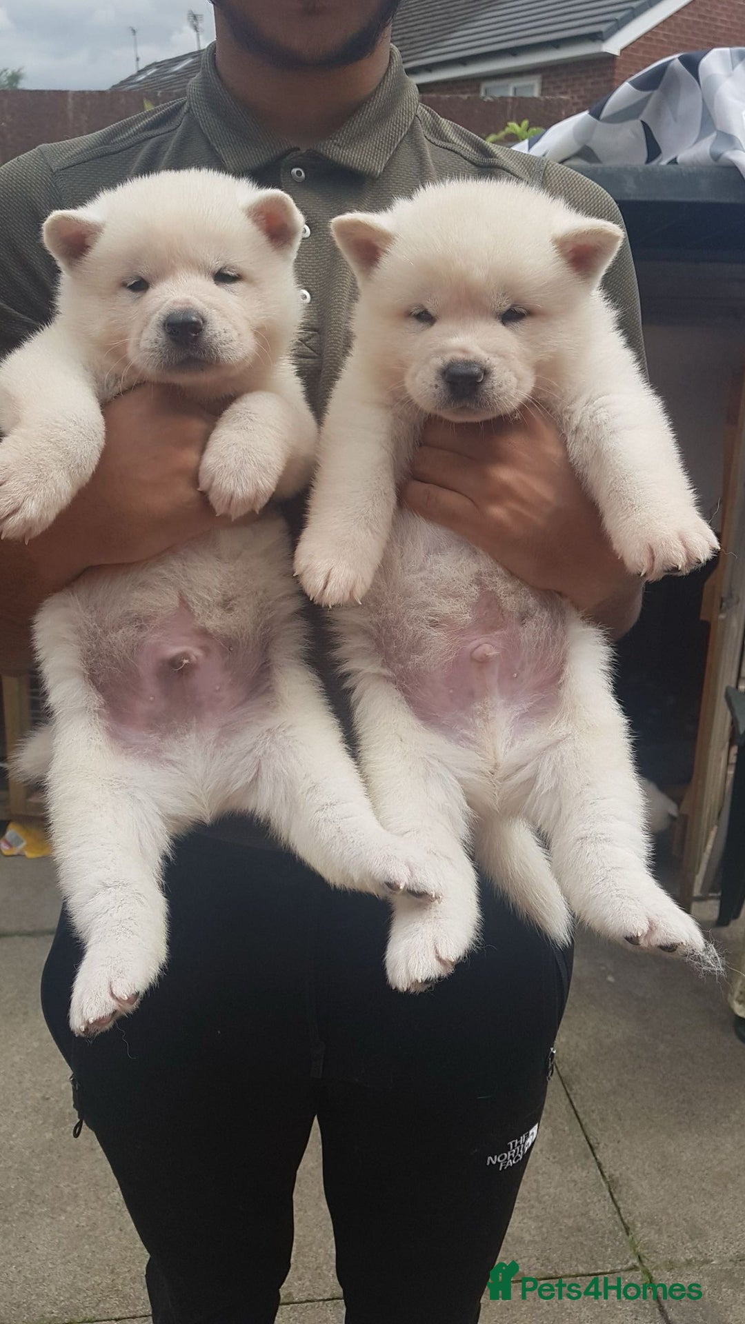 Akita dogs for sale: Akita Puppies for sale - Find Your Forever Friend - Image 2