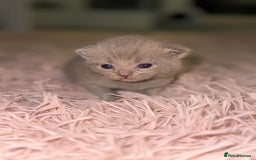 British Shorthair cats for sale: 3 lilac British Shorthair kittens for sale - Image 4