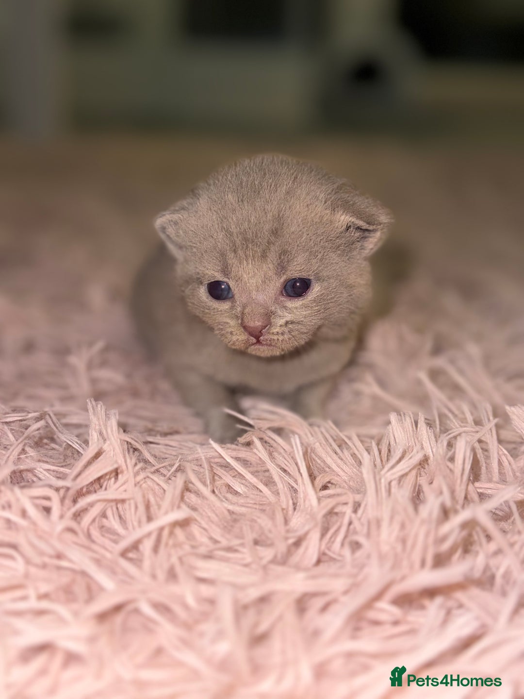 British Shorthair cats for sale: 3 lilac British Shorthair kittens for sale - Image 4