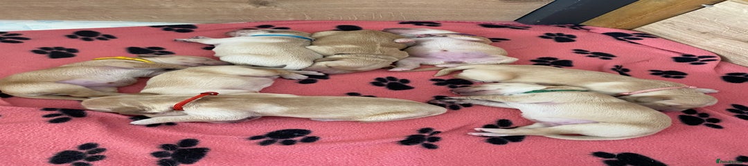  Puppy Green Collar