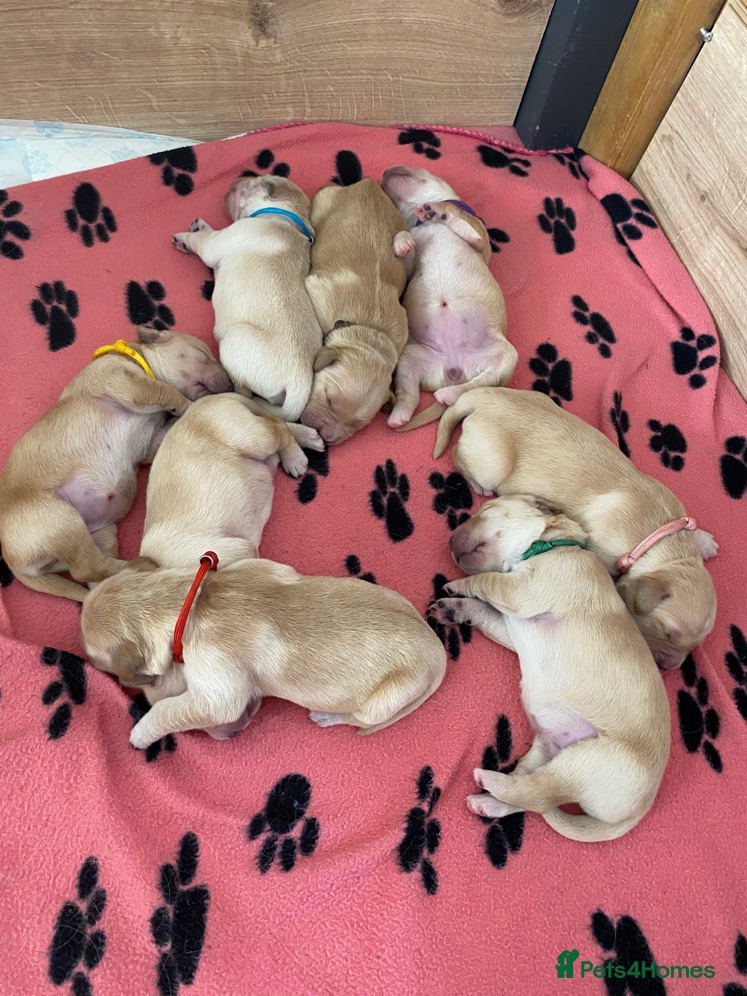 Golden Retriever dogs for sale: 🐾Sweet Golden Retriever Puppies-5 generation KC🐾 - Image 16