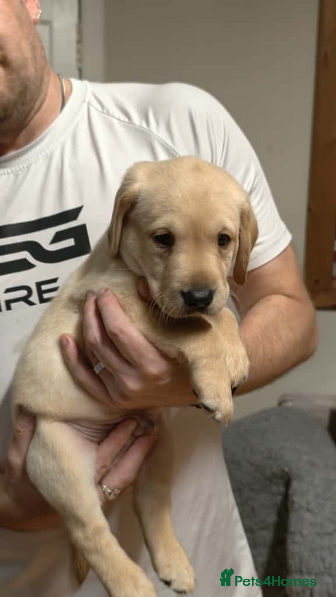 Labrador Retriever dogs for sale: Labrador Love Nuggets - 7 left - Image 16