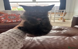 Maine Coon cats for sale: Half main coon kittens  - Image 29