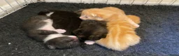 Ragdoll cats for sale: Ragdoll Cross Kittens  - Advert 8