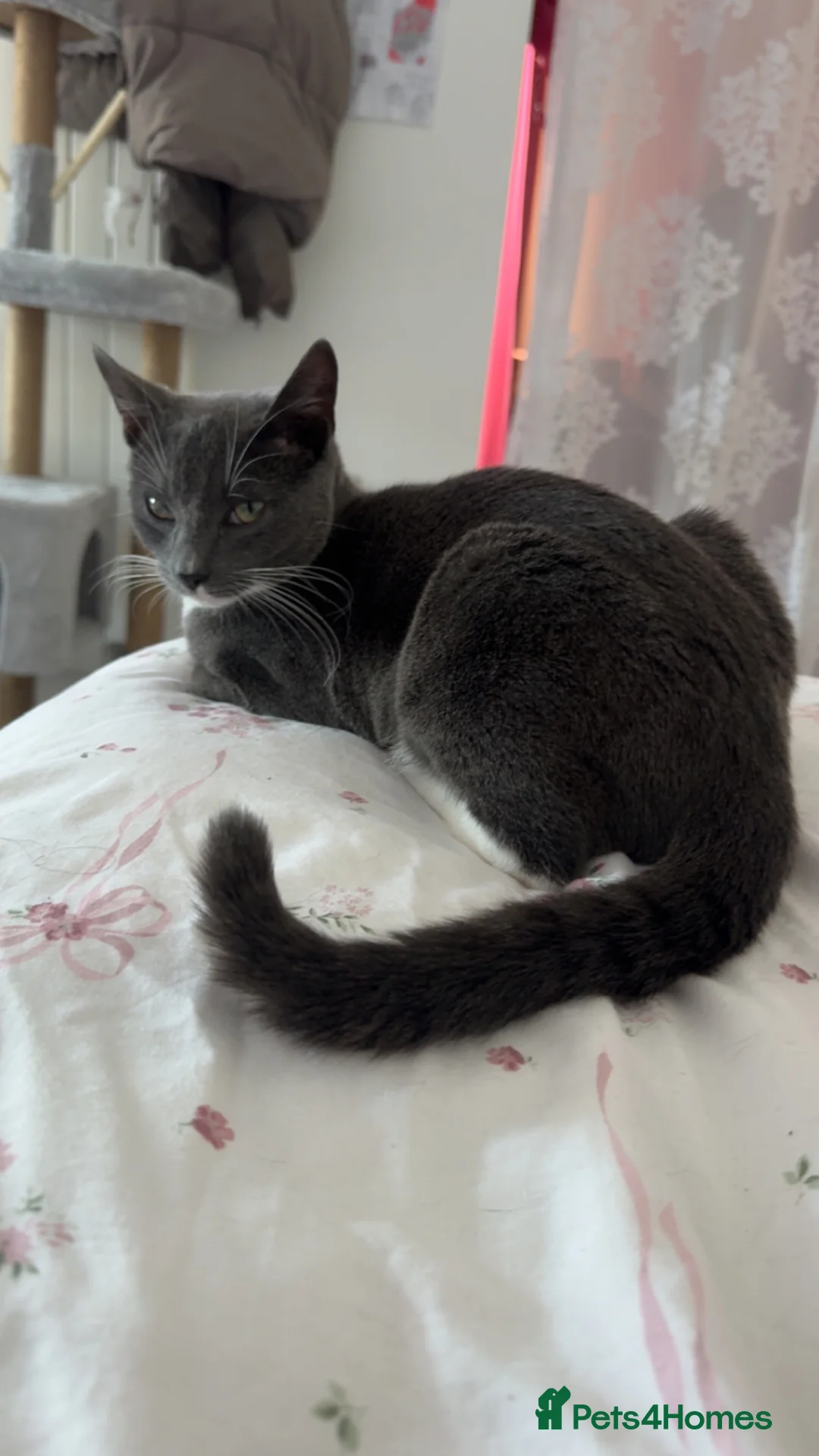 British Shorthair cats for sale: british short hair x bengal kitten in Folkestone - Advert 7