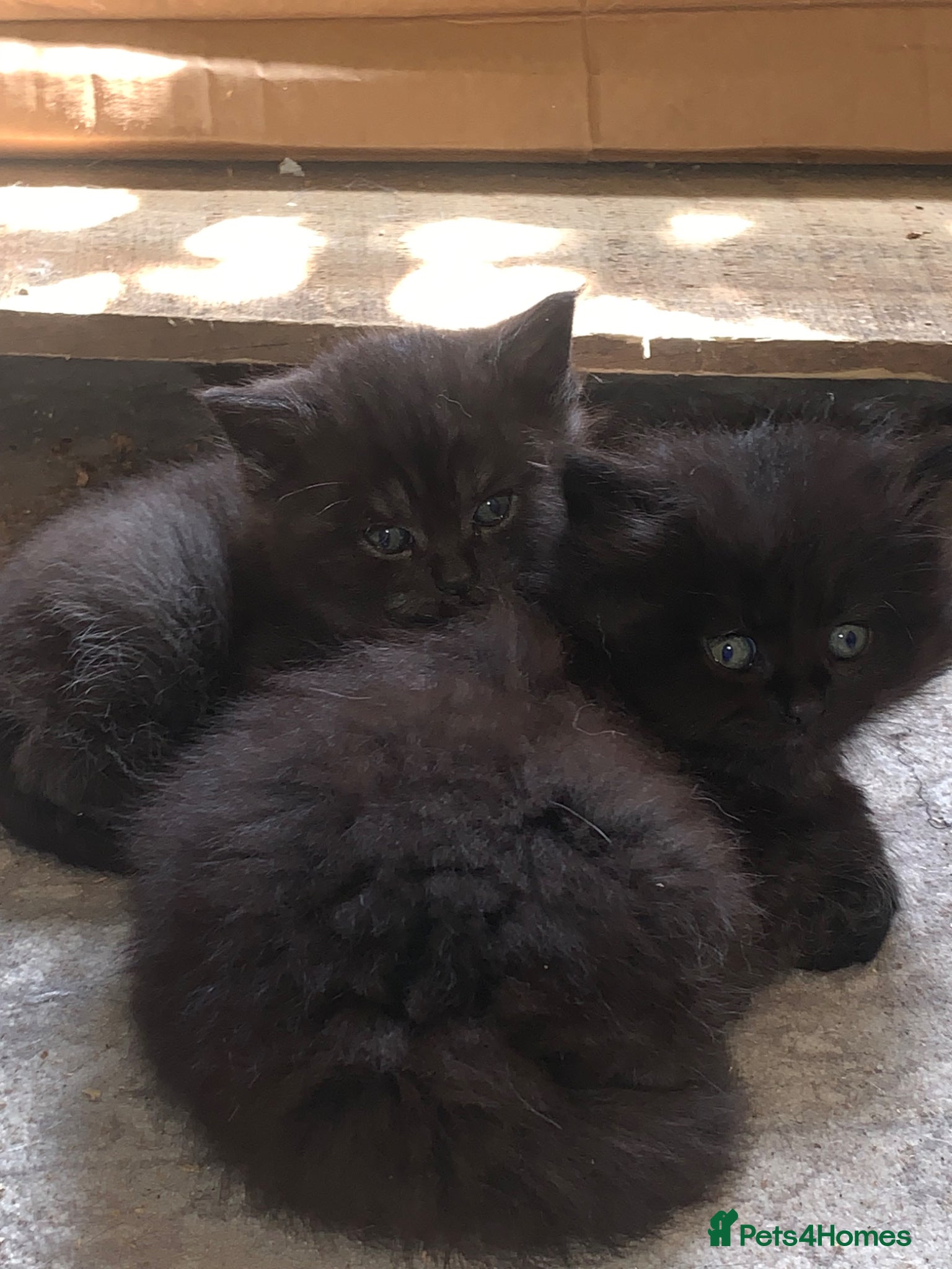 Maine Coon cats 2 gorgeous maine coon kits  - Advert 1