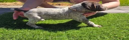German Shorthaired Pointer dogs for sale: Stunning example of KC German Shorthaired Pointers in Tredegar - Advert 25